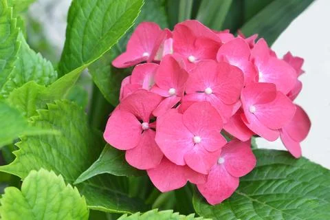 Closeup of a pink hydrangea flower Stock Photos