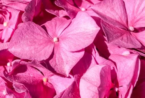 Closeup of pink hydrangea petals Stock Photos
