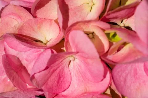 Closeup on pink hydrangea Stock Photos
