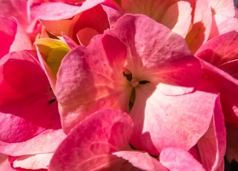 Closeup on pink hydrangea Stock Photos