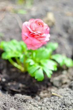 Closeup of a pink ranunculus flower Stock Photos