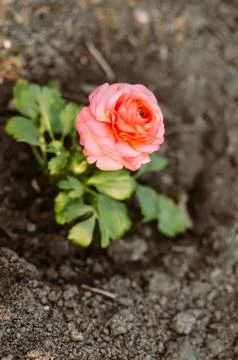 Closeup of a pink ranunculus flower Foto stock