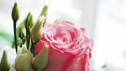 Closeup of pink romantic rose Stock Footage 104058484