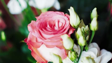 Closeup of pink romantic rose Stock Footage 104058595