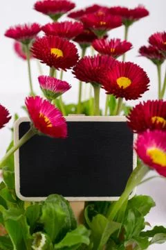 Closeup of pink spring  d daisy flower  with dark garden nameplates Stock Photos