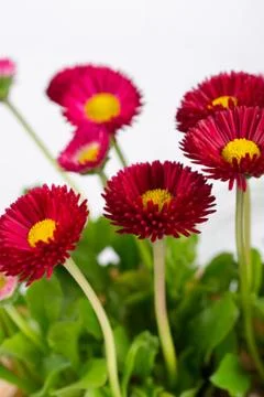 Closeup of pink spring  delicate small  bellis daisy flower Stock Photos