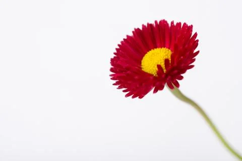 Closeup of pink spring  delicate small  bellis daisy flower Stock Photos