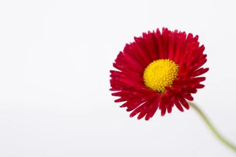 Closeup of pink spring  delicate small  bellis daisy flower Foto stock