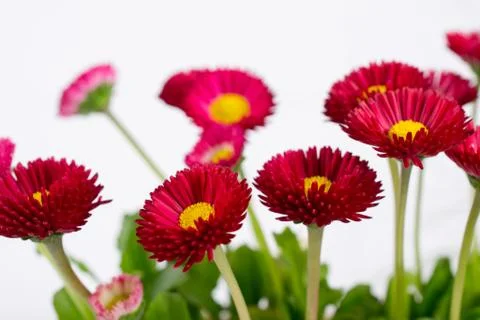 Closeup of pink spring  delicate small  bellis daisy flower Foto stock