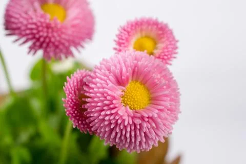 Closeup of pink spring  delicate small  bellis daisy flower Stock-Fotos