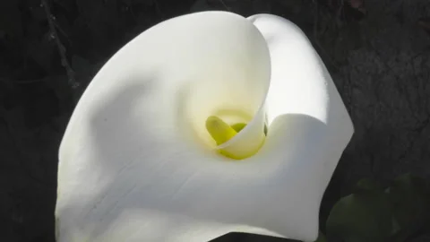 Closeup to pistil of calla flower 库存影片 138540189
