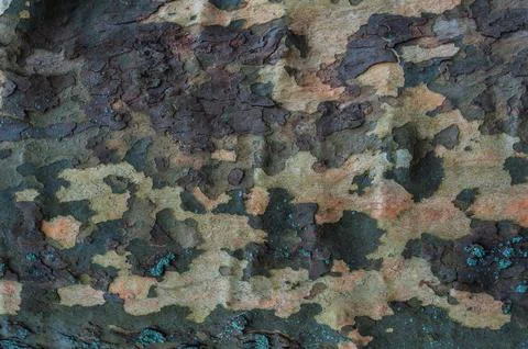 Closeup of Plane tree trunk bark Stock Photos