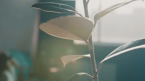 Closeup of plant and sun rays Stock Footage 123614076