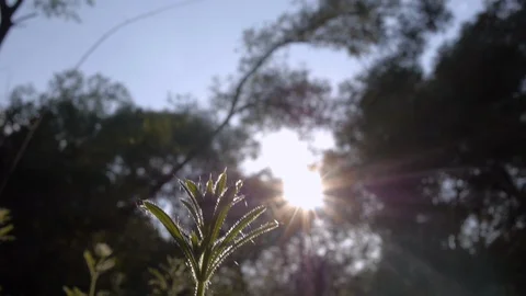 Closeup of plant in back light at sunset Stock Footage 129796980