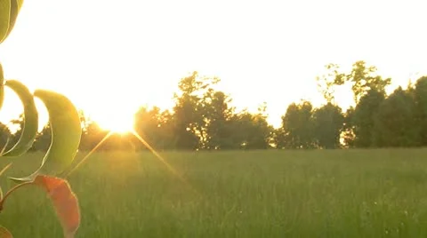 Closeup of Plant Blowing in Wind at Sunset Stock Footage