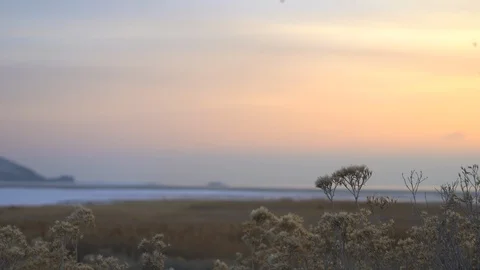 Closeup of plant with lake in background Stock Footage 125798397