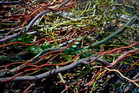 Closeup plant pattern Stock Photos