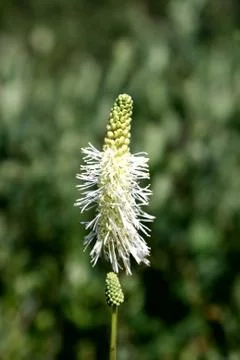 Closeup of plant Stock Photos