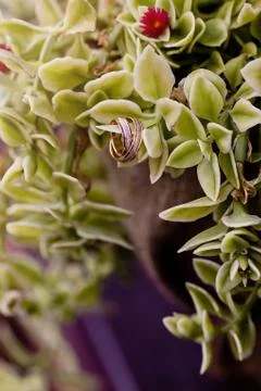 Closeup of a plant	 Stock Photos