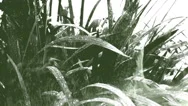 Closeup On A Plant Under Rain In A Double Exposure Effect With Ink. Stock Footage