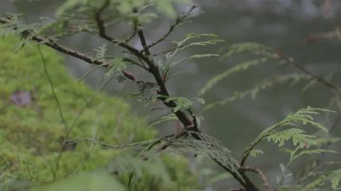 Closeup of Plants Above River 스톡 동영상 219531353