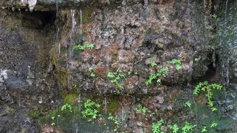 Closeup plants and moss behind the waterfall Stock Footage 241216638