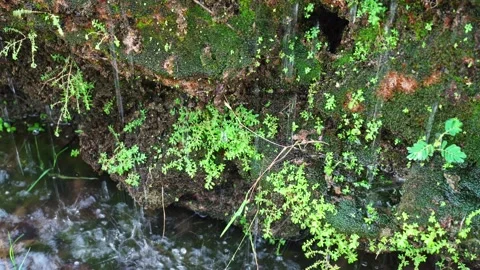 Closeup plants and moss behind the waterfall Stock Footage 241216787