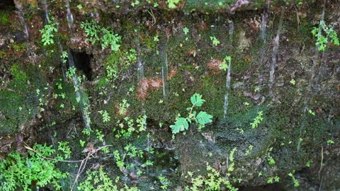 Closeup plants and moss behind the waterfall Stock Footage 241216944