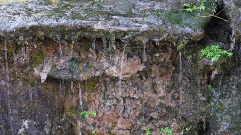 Closeup plants and moss behind the waterfall Stock Footage 244444497