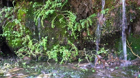 Closeup plants and moss behind the waterfall Stock Footage 244444508