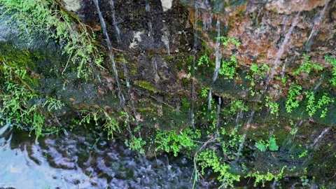 Closeup plants and moss behind the waterfall Stock Footage 244445556