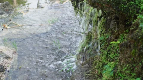 Closeup plants and moss behind the waterfall Video stock 244445694