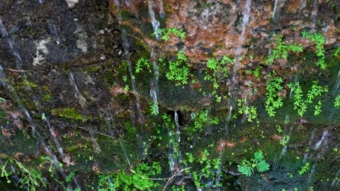 Closeup plants and moss behind the waterfall Video stock 244445702