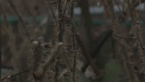 Closeup of Plants in Forest 스톡 동영상 219530148