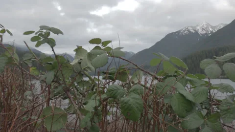Closeup of Plants in front of Lake, Mountain Range, Cloudy Sky - Push-In 스톡 동영상 219530346