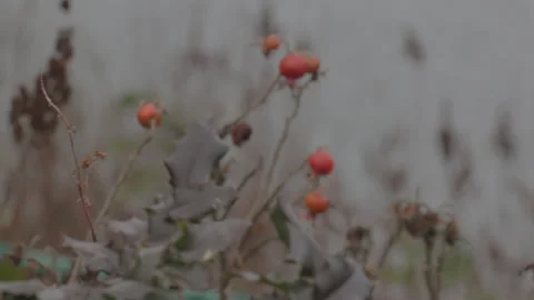 Closeup of Plants in front of Lake - Windy Day 스톡 동영상 219530369