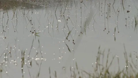 Closeup of plants in a lagoon Stock Footage 90978992