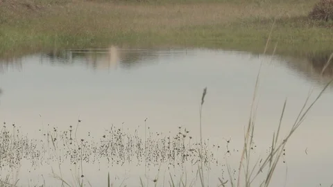 Closeup of plants in a lagoon, ripples in the surface of the water Stock Footage 90978238