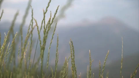 Closeup of plants in mountain meadow Vídeo Stock 125800442