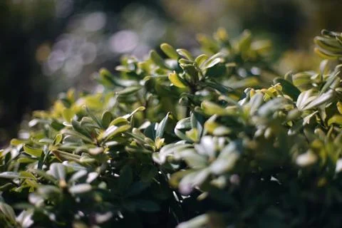 Closeup on plants 写真素材