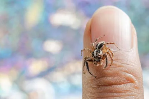 Closeup of Plexippus paykulli, pantropical jumping spider on the finger. Stock Photos