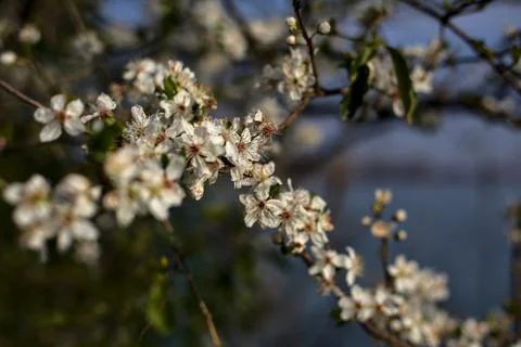 Closeup of plum tree branch in bloom Stock Photos