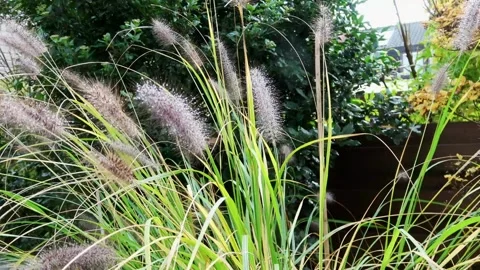 CloseUp of plums with water drops  Stock Footage 147643059