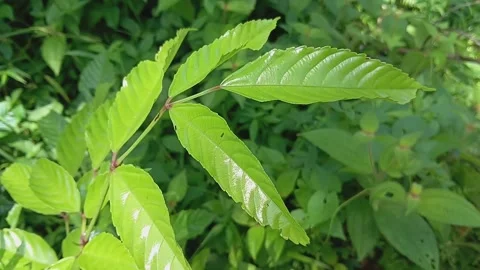 Closeup of pokok memali Stock Footage 320337841