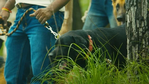Closeup police dog barking in the jungle