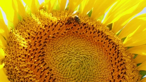 Closeup of pollinating bee on sunflower, hard work concept Stock Footage 112579014