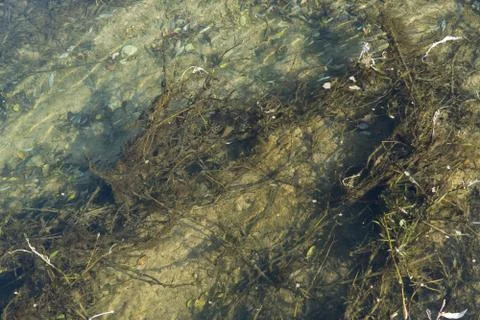 Closeup of polluted water Stock Photos