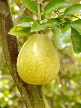 The closeup of pomelo fruit Stock Photos
