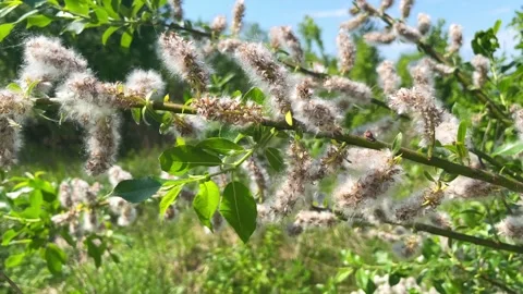 Closeup, poplar branch fluff falling down. Stock Footage 245483966