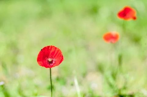 Closeup of poppy in spring Stock Photos